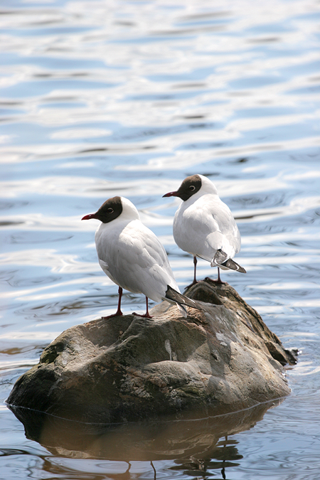 Double birdie