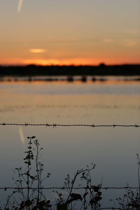 Barberad vajer