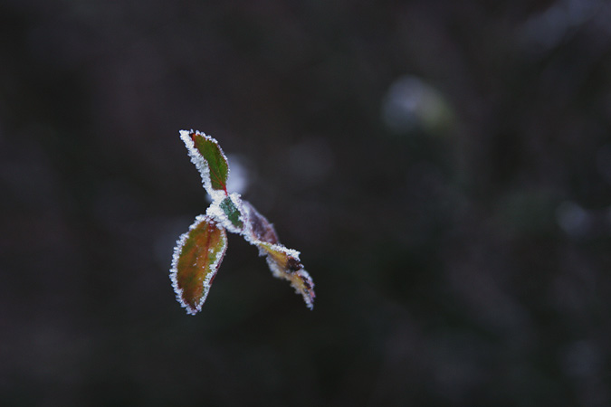 Frost