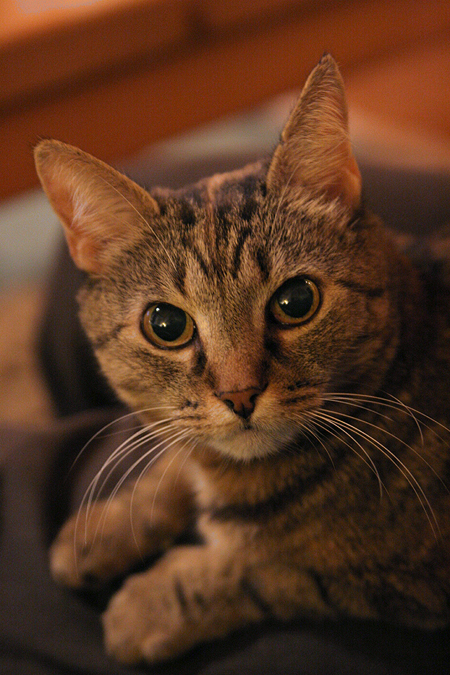 Sukie